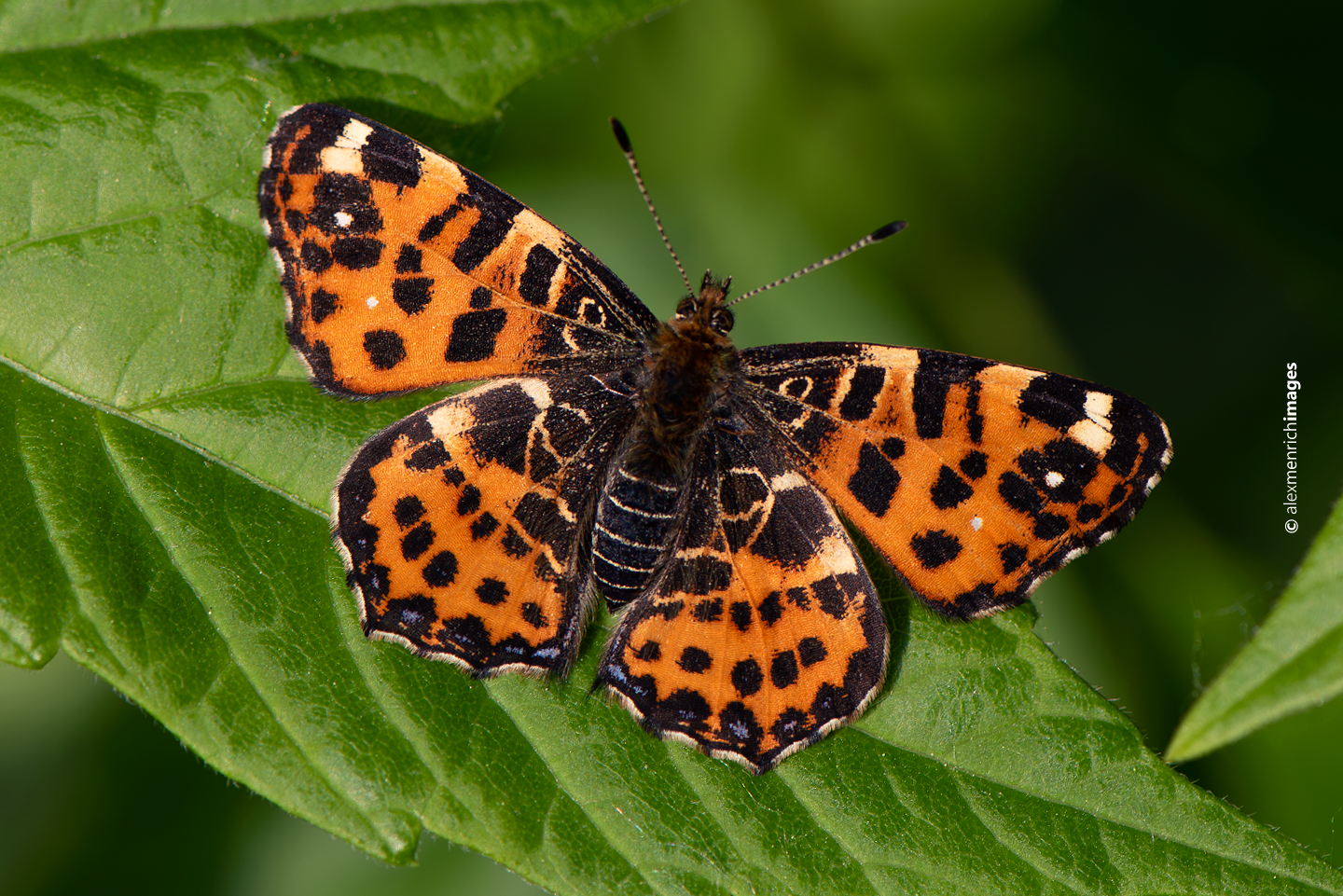 A tavaszi, első nemzedék március végétől május közepéig, végéig repül, színezete narancssárga alapon fekete foltokkal tarkított, rejtőszíne a koratavaszi lombozathoz igazodik.