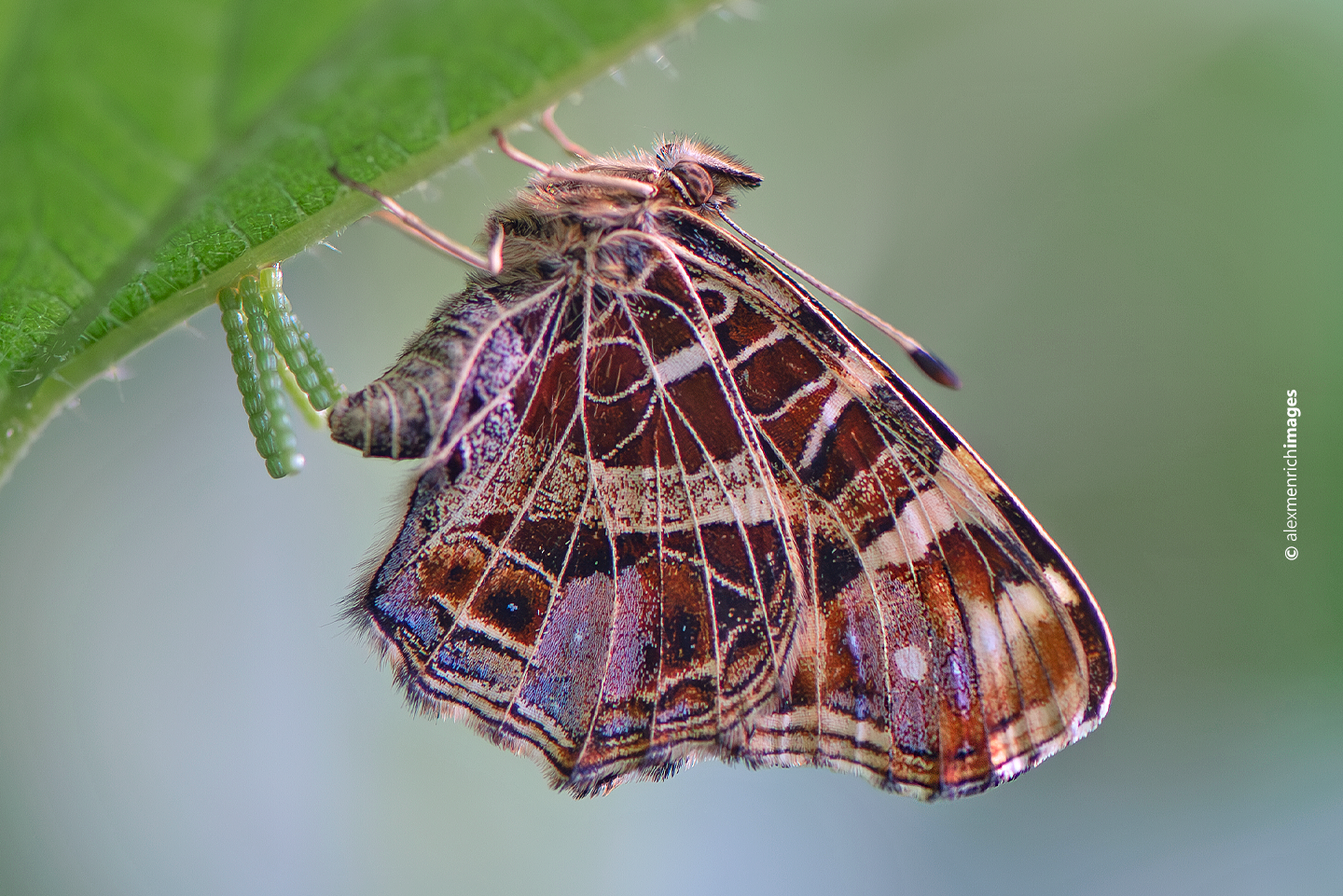 Szaporodás és peteelhelyezés